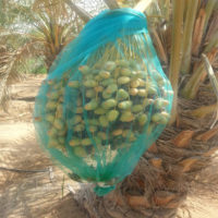 DATE PALM MESH BAG